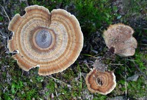 The mushroom at the upper right shows a bulbous base on the tough dark brown woody stalk. 